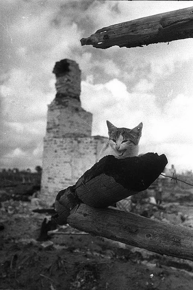 Photos that Bring WW2’s Nightmarish Eastern Front to Life