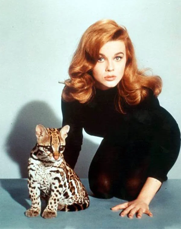 Ann-Margret: Photos of the Beauty Icon in the 60s and 70s